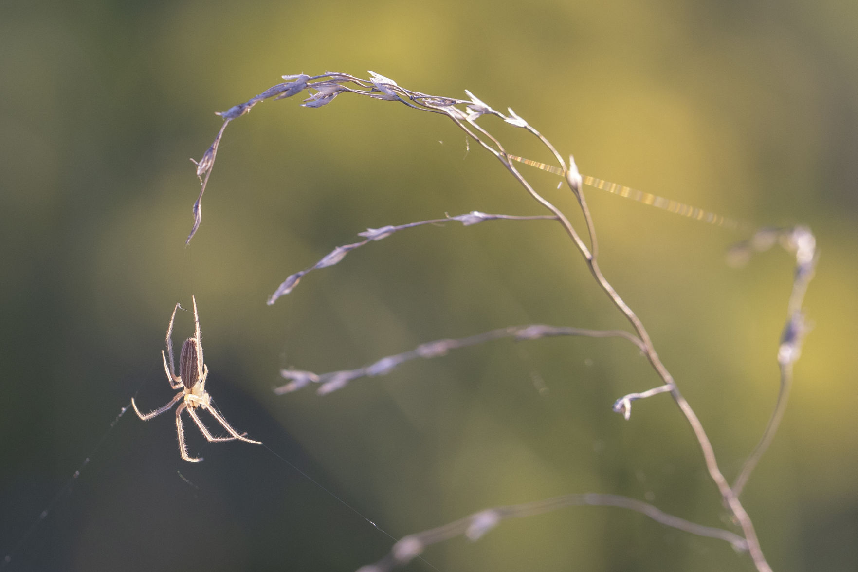 Spider